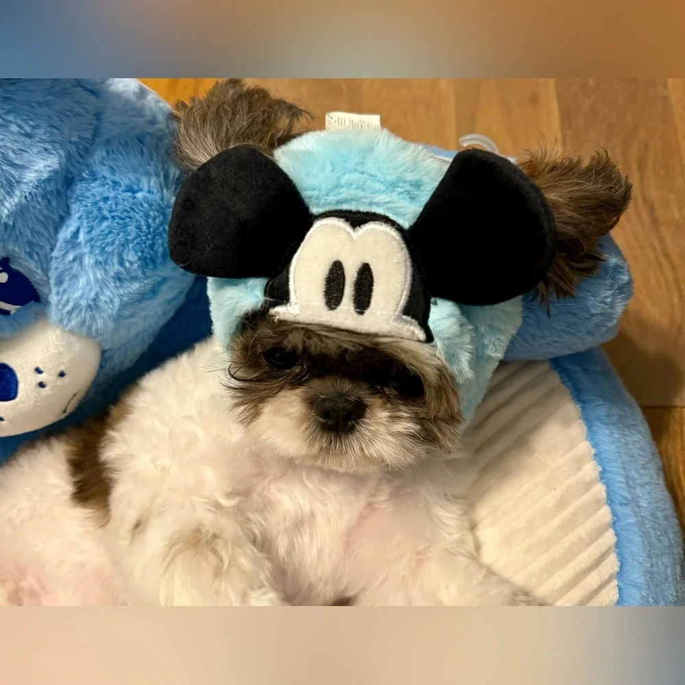 Mickey Mouse Hoodie. Hat for your pet - cat, or dog. Disney Mickey Mouse